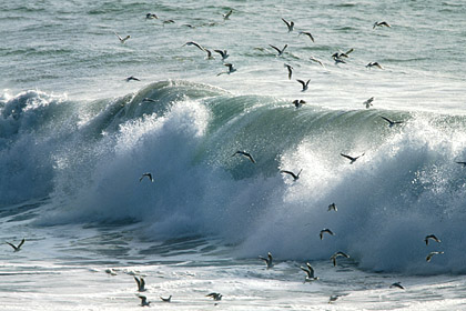 Vagues et goélands en Iroise