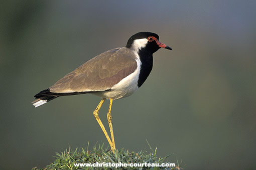 Redwattled Lapwing