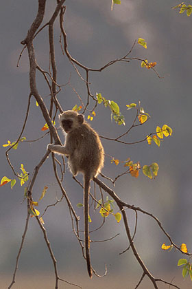 Vervet Monkey