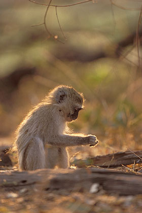 Jeune singe Vervet en train de manger des graines au sol