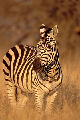Burchell ou Plain Zebra