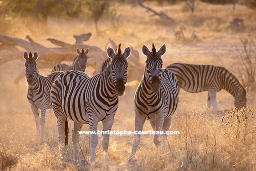 Burchell's Zebras