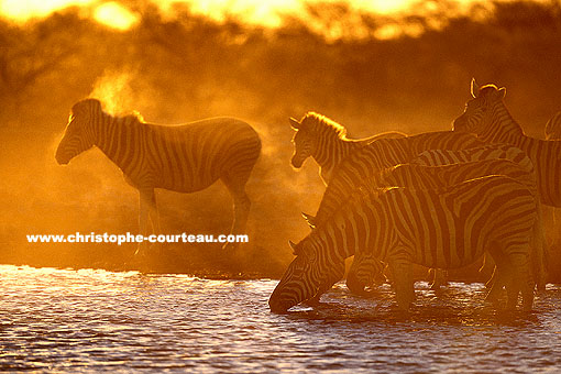 Zbres de Burchell le soir au point d'eau