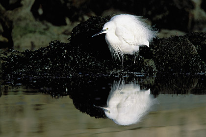 Little Egret