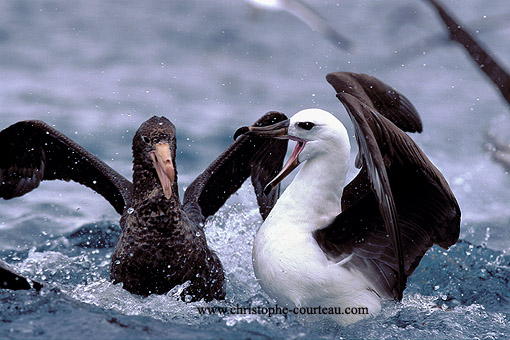 Combat entre Albatros et Ptrel Gant / large de la Nouvelle-Zlande