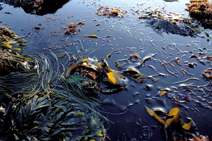 Seaweeds at Low Tide