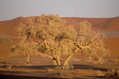 Arbre mort dans les dunes de Sossusvlei