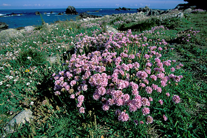 Armérie maritime. Pointe de Pern