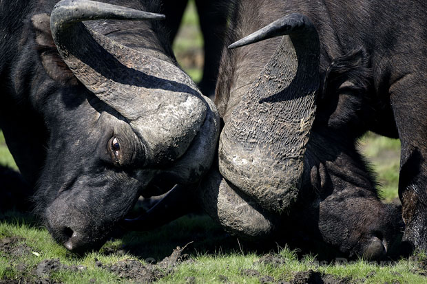 Buffles d'Afrique. Combat entre mles.