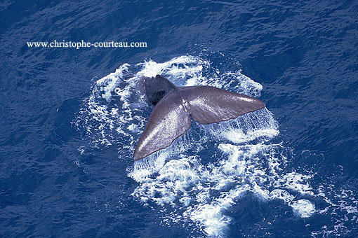 Sperm Whale, diving offshore New Zealand