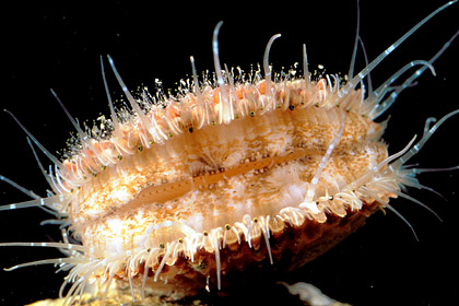 Queen Scallop