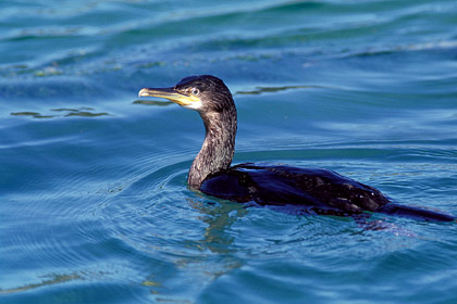 Cormoran hupp  la surface de l'eau