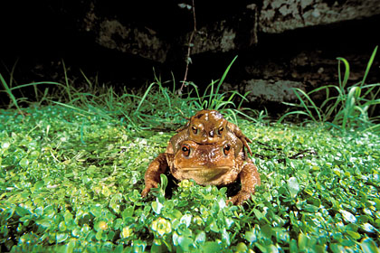 Accouplement de crapauds communs dans une fontaine