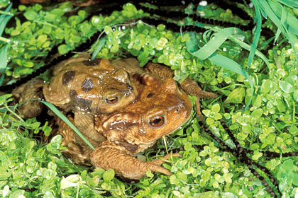 Accouplement de crapauds communs dans une fontaine