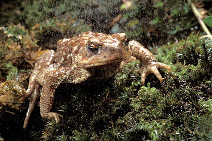 Common Toad, moving under the rain in a forest