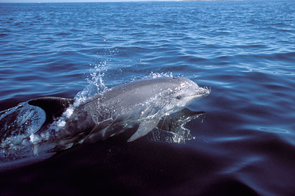 Bottlenose Dolphin