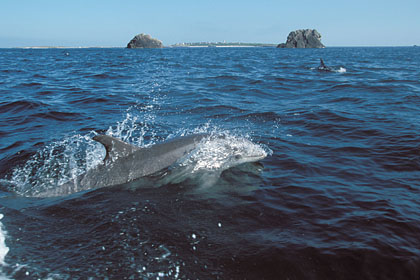 Bottlenose Dolphins