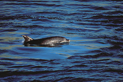 Bottlenose Dolphin