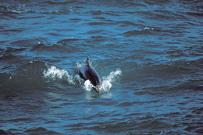 Bottlenose Dolphin