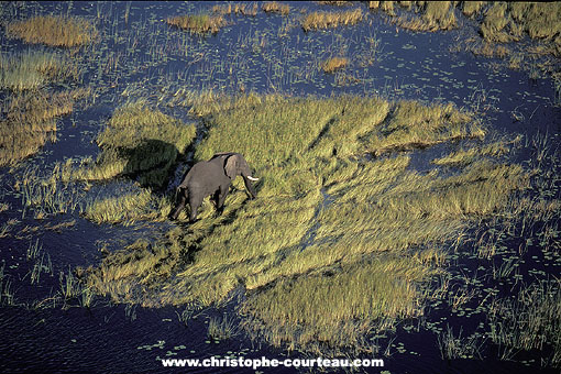 Elphant mle solitaire dans les marais de l'Okavango