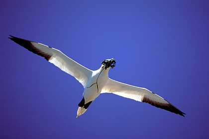 Gannet. Carry goods