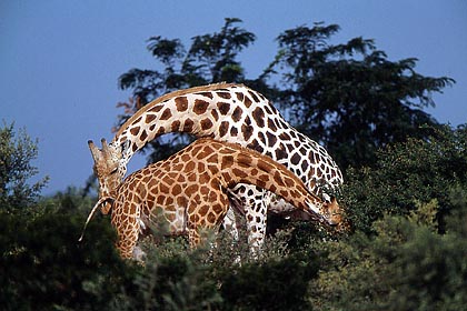 Couple de Girafes du dsert. Femelle en oestrus