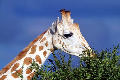 Girafe du dsert. Robe trs ple.