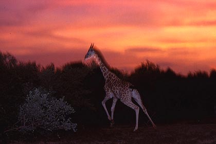 Girafe en brousse tigre  la tombe de la nuit.