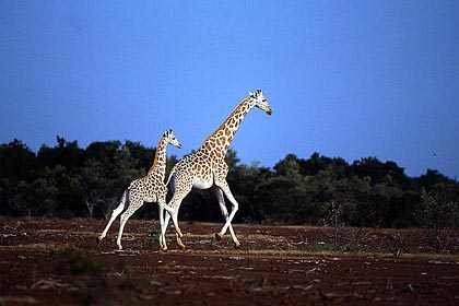 Girafes en pleine course en brousse