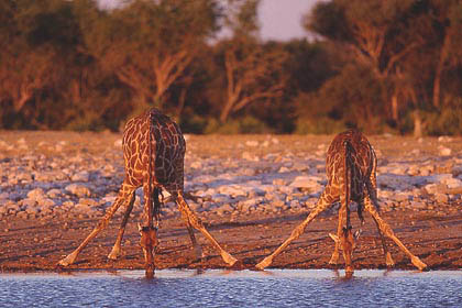 Giraffes at Water Hole in ultimate position