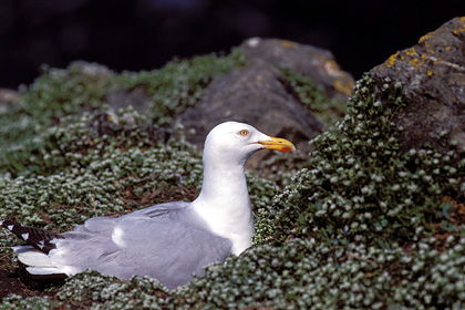 Herring Gull