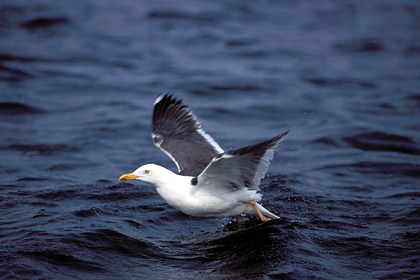 Lesser Black-backed Gull