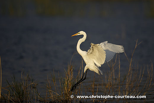 Grande Aigrette dans les marais de l'Okavango