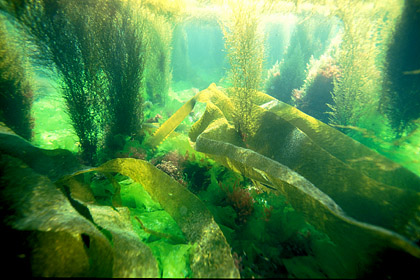 Fonds marins. Algues en mer d'Iroise