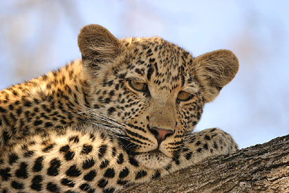 Jeune leopard dans un arbre