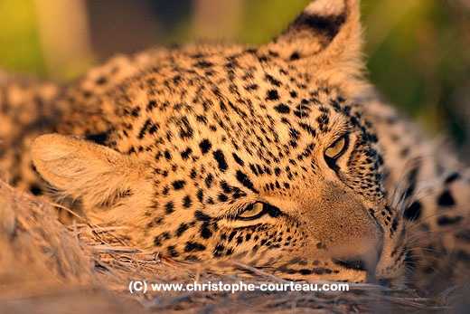 Jeune lopard sur une termitire