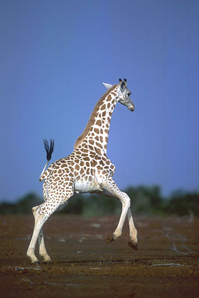 Young Niger's giraffe running