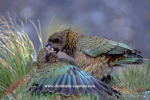 Keas (courtship display)