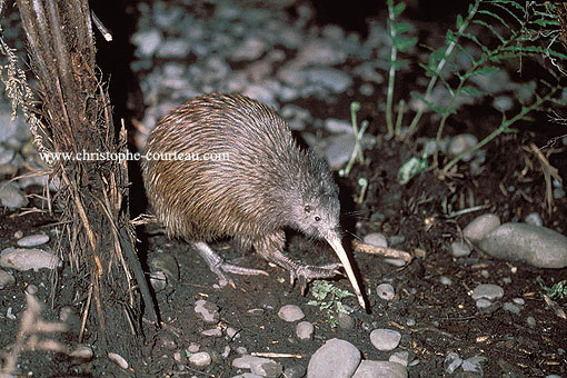 Brown Kiwi, walking in the bush by night