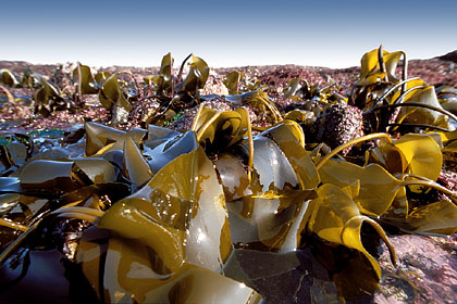 Seaweed / Low tide