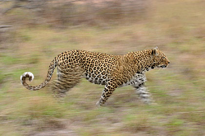 Lopard, part en chasse au crpuscule