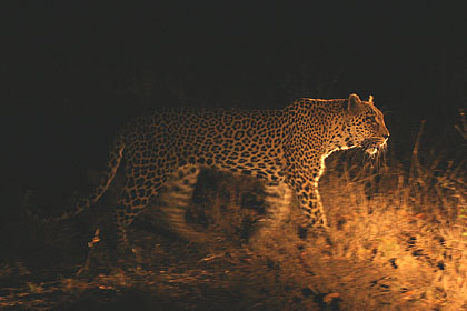 Lopard en maraude la nuit. L'esprit de la brousse, sans un bruit