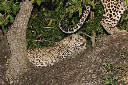 Jeune lopard avec sa mre dans un arbre la nuit