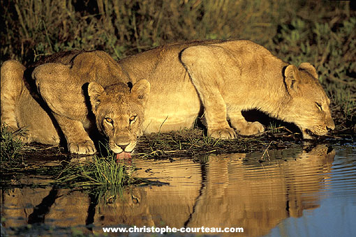 Lionnes au point d'eau le soir