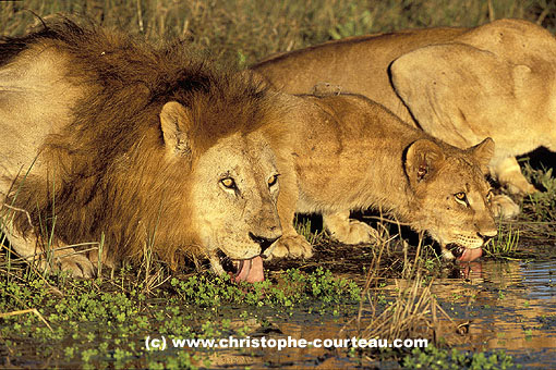 Clan de lions, viennent boire au coucher du soleil