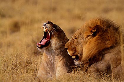 Couple de lions. Période d'accouplement