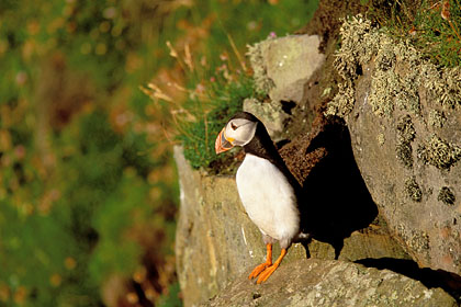 Puffin on top of a cliff