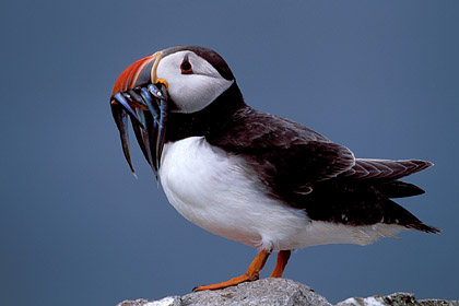 Puffin