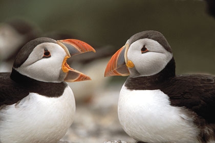 Puffins