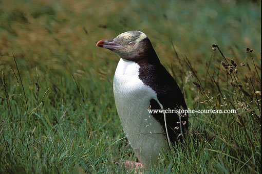 Yellow-Eyed Penguin / Endemic of New Zealand